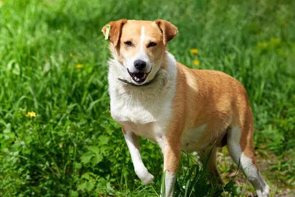 Sterilizovaný Legrační Zatoulaný Pes Bez Tlapek Pozadí Zelené Trávy Royalty Free Stock Obrázky