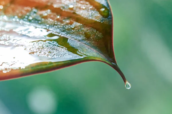 Drop Water Flows Leaf Close — Stock Photo, Image