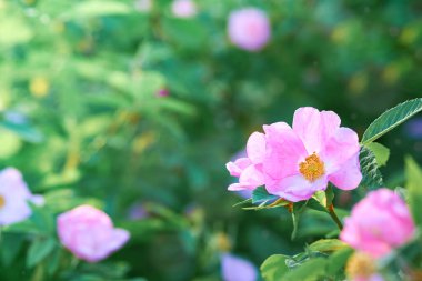 Çalılıklardaki güzel güllük çiçekleri, boşluğu kopyala.