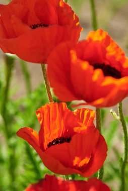 Çiçekli kırmızı bahçe gelincikleri, yakın plan, makro fotoğraf..