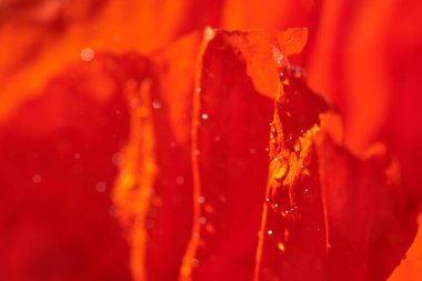 Çiçek açan gelincik yaprakları su damlaları, makro, fon.