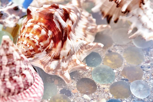 Seashells Ground Glass Sea Sand Summer Background — Stok fotoğraf