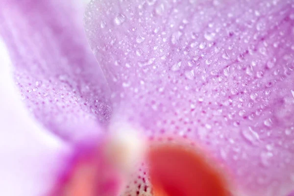 Orchid Flower Water Drops Macro Photo Backdrop — Φωτογραφία Αρχείου