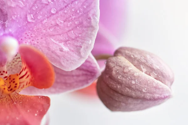 Orchid Flower Bud Water Drops Macro Photo Backdrop — Φωτογραφία Αρχείου
