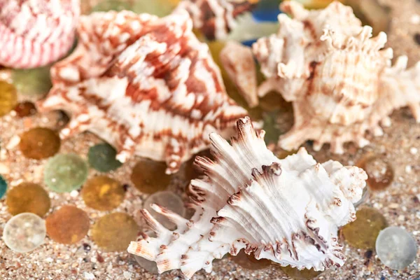 Seashells Polished Glass Sea Sand Summer Background — Stock Fotó