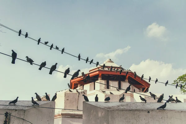Kuşlar Tapınak Inşaatında Kabloların Üzerine Tünediler - Stok İmaj