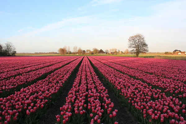 Pole tulipánů Stock Fotografie