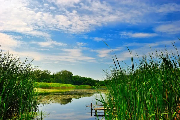 Lago con cañas bajo cielo azul nublado — Foto de Stock