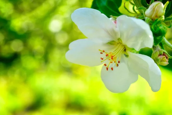 Een apple bomen bloem Stockafbeelding