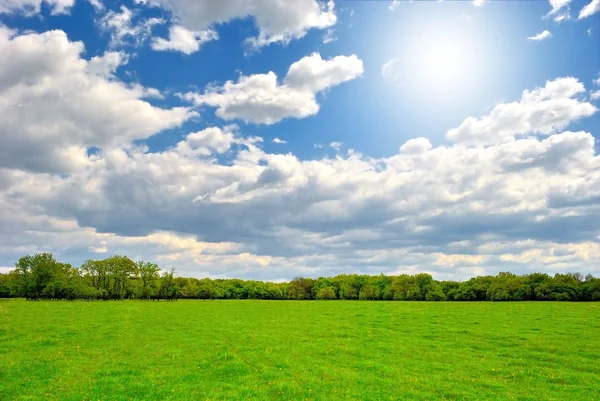Spring green field with sun — Stock Photo, Image