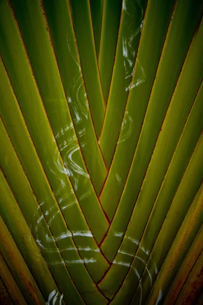 Textura de fundo tropical — Fotografia de Stock