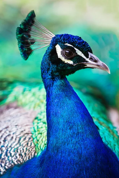 Peacockprofile — стокове фото