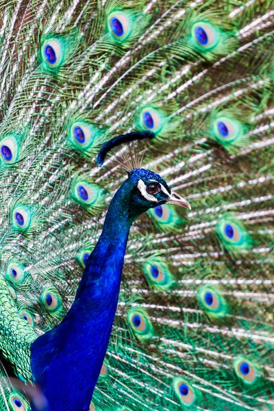 PeacockDisplay — Stock Photo, Image