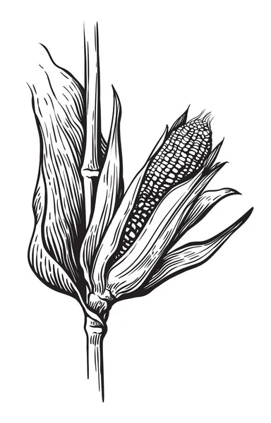 Ensemble de légumes de maïs dessiné à la main. Corncob avec feuilles. Illustration vectorielle des céréales biologiques. — Image vectorielle