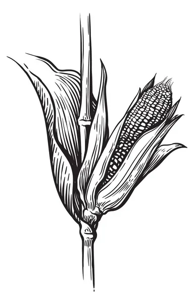 Gaya gambar tangan satu set sayuran jagung. Corncob dengan daun. Ilustrasi vektor sereal organik. - Stok Vektor