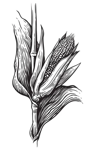 Gaya gambar tangan satu set sayuran jagung. Corncob dengan daun. Ilustrasi vektor sereal organik. - Stok Vektor