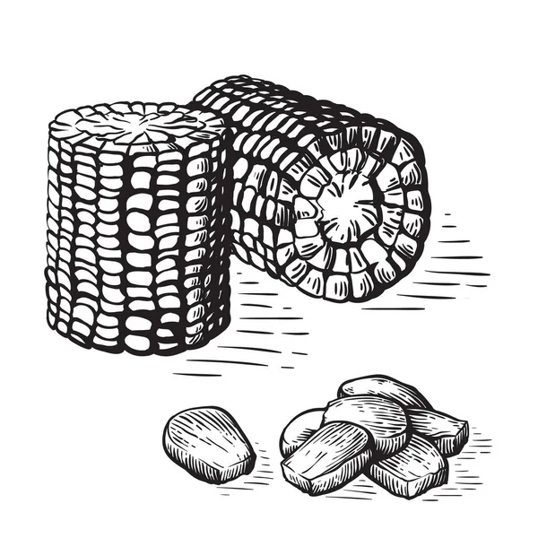 Conjunto de estilo esboço desenhado à mão de vegetais de milho. Corncob com folhas. Ilustração do vetor de cereais orgânicos. — Vetor de Stock