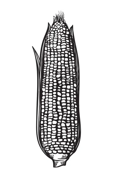 Conjunto de estilo esboço desenhado à mão de vegetais de milho. Corncob com folhas. Ilustração do vetor de cereais orgânicos. — Vetor de Stock