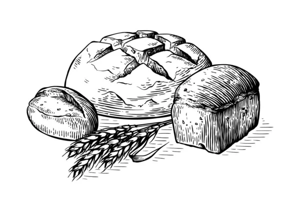 Ekmek vektörü çizilmiş el çizimi çizimi. Diğer buğday türleri, un taze ekmek. Glüten yemek fırını oymalı koleksiyon — Stok Vektör