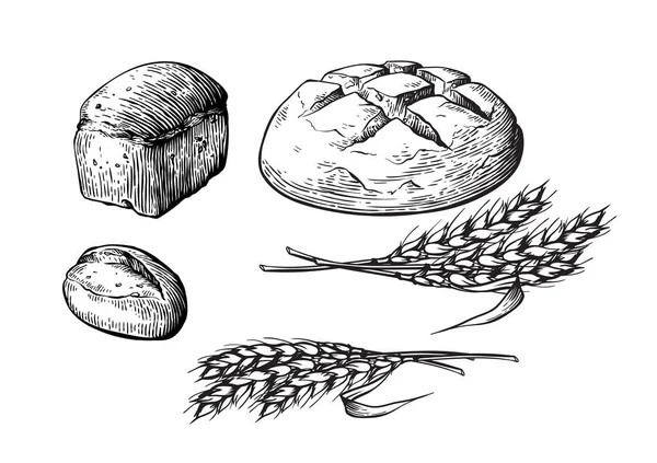 Illustration d'ensemble dessinée à la main vecteur de pain. Autres types de blé, farine pain frais. Gluten food boulangerie collection gravée — Image vectorielle