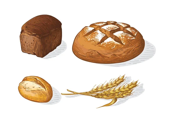 Bröd vektor färgglada handritade uppsättning illustration. Andra typer av vete, mjöl färskt bröd. Glutenmat bageri graverad samling — Stock vektor