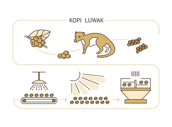Etapas de producción de granos de café kopi luwak — Vector de stock