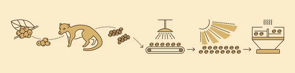 커피 열매인 코피 루왁의 생산 단계 — 스톡 벡터