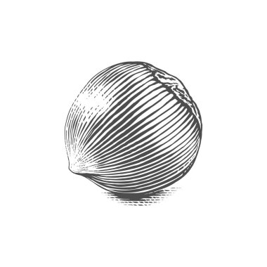 Filbert Hand çizim taslak çizim biçimi