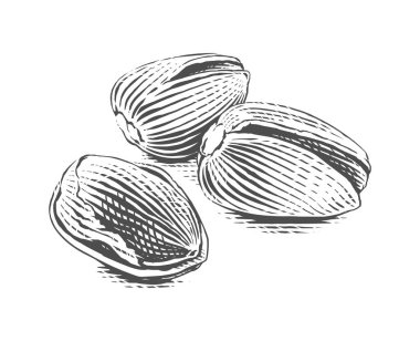 Antep fıstığı El çizim çizim stili