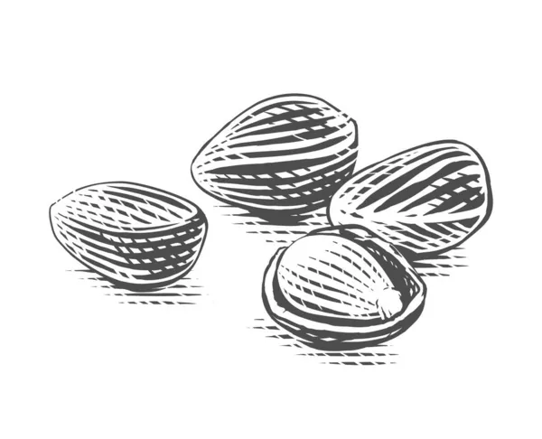 Кедровый орех Ручной рисунок эскиз стиль иллюстрации — стоковый вектор