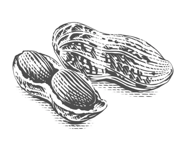 Amendoim Desenho à mão esboço gravura ilustração estilo — Vetor de Stock