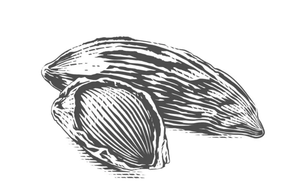 Миндаль орех Ручной рисунок эскиз стиль иллюстрации — стоковый вектор