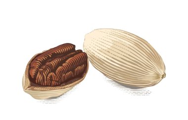 cevizli el çizimi suluboya çizim biçimi