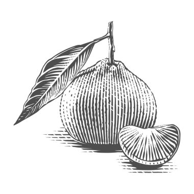 Bir dal parçasına mandalina. El çizimi, kabartma çizim tarzı.