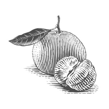 Bir dal parçasına mandalina. El çizimi, kabartma çizim tarzı.