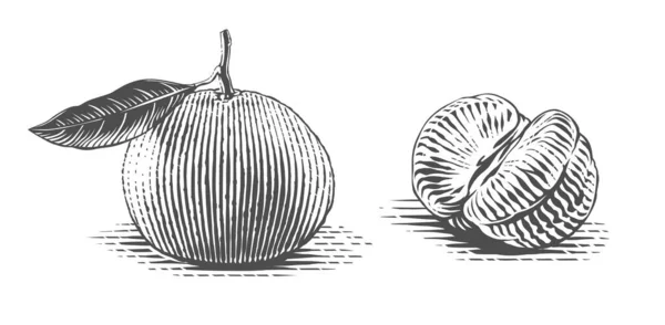 Mandarine sur une brindille Dessin à la main esquisse gravure style illustration — Image vectorielle