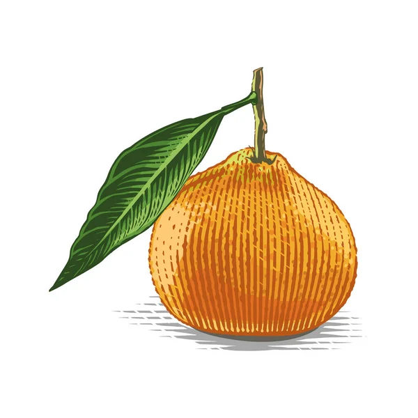 Mandarina en una ramita Dibujo a mano grabado acuarela ilustración estilo — Vector de stock