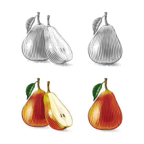 Poire colorée Dessin à la main esquisse gravure style illustration — Image vectorielle