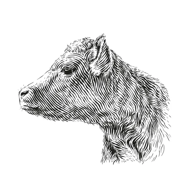 頭牛の手描きスケッチの彫刻イラストスタイル — ストックベクタ