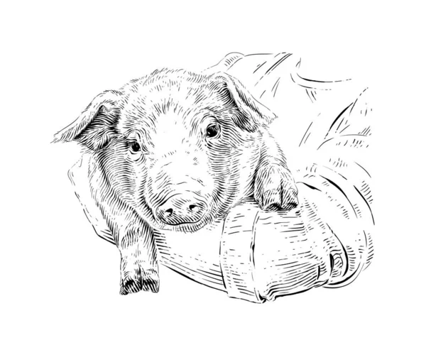 Huvud gris hand teckning skiss gravyr illustration stil — Stock vektor