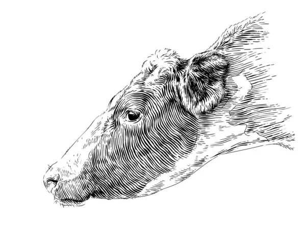 Head cow hand drawing sketch engraving illustration style Royalty Free Stock Vectors