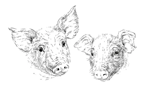 Head piglet hand drawing sketch engraving illustration style Vector Graphics