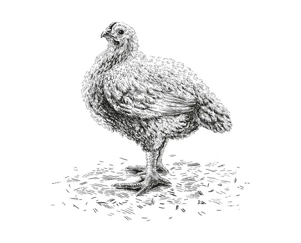 Kyckling hand ritning skiss gravyr illustration stil — Stock vektor