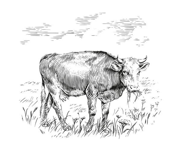 Kráva je stojící okusující tráva skica rytiny ilustrační styl — Stockový vektor