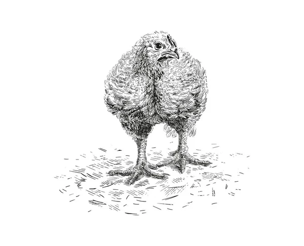 Kyckling hand ritning skiss gravyr illustration stil Royaltyfria Stockvektorer