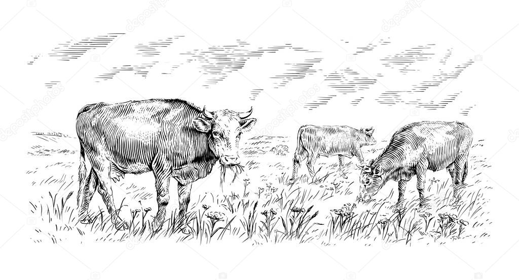 Herd of cows is standing nibbling grass sketch engraving illustration style vector
