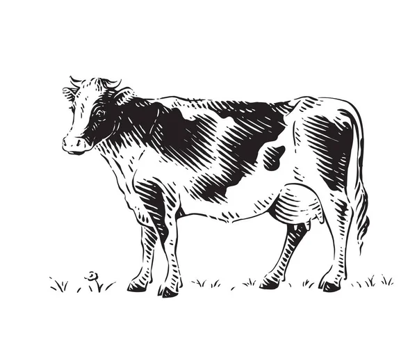Vache est debout croquis gravure illustration style — Image vectorielle