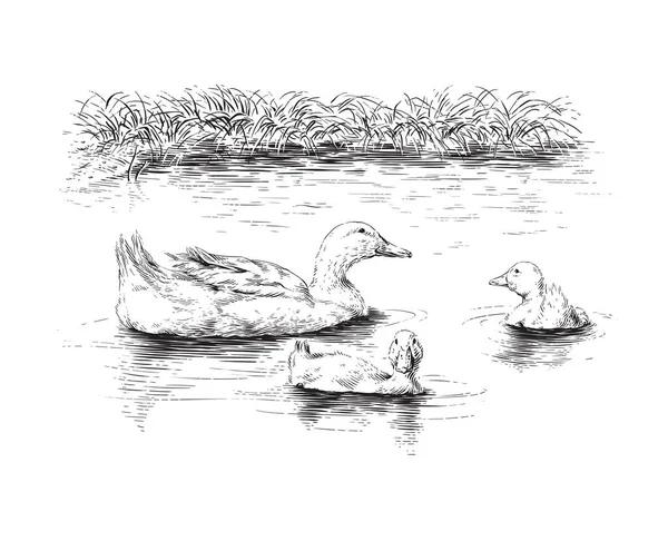 Pato y patitos dibujo a mano boceto grabado ilustración estilo — Archivo Imágenes Vectoriales