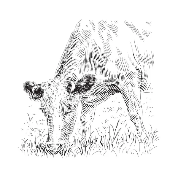 Krowa stoi gryząc szkic trawy grawerując styl ilustracji — Wektor stockowy