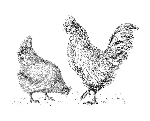 Pollo y gallo mano dibujo boceto grabado ilustración estilo — Archivo Imágenes Vectoriales